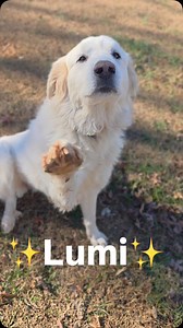 ✨Lumi✨ Housetrained: ✅ Leash Trained: ✅ Good with other dogs: ✅ Good with cats: Unknown Good with children: Unknown 3 years old, 70lbs, not yet spayed — a calm, affectionate girl who lives for belly rubs, gentle cuddles, and being close to her people. 💛 I’m currently thriving in a foster home where my sweet, quiet nature really shines. I may be a little cautious at first, but once I feel safe, I’m incredibly loving and friendly. My foster mom calls me a professional cuddler — and she’s right. I