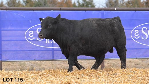 Lot 115: Schaack Ranch - Annual Angus Bull Sale
