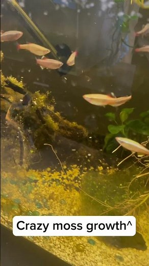 White cloud minnow breeding tank setup #freshwaterfish #fishtank #fishkeeping #freshwateraquarium