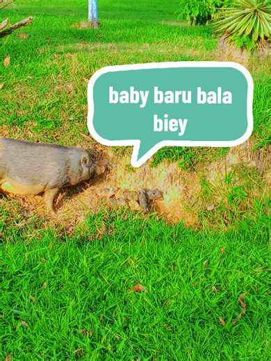 Kumpulan Video Hewan Babi Kecil yang Menggemaskan