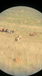 Nice video of the royal wildebeest hunted today. This bull didn’t go far after getting a 7mm to the shoulder. The royal wildebeest is a truly unique trophy 👏 | Huntershill Safaris South Africa