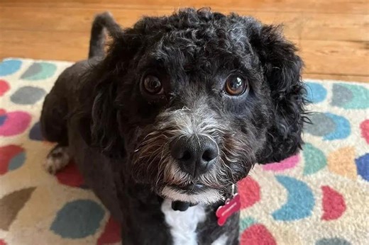 Dogs Trust: 14 loving pups seeking homes in Sussex - including cute Cockapoo and Staffie
