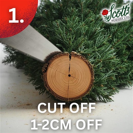 🎄 Keep your Christmas tree healthy, fresh, and needle-strong all season! 🌲 Follow these simple steps once your tree is home: 1️⃣ Cut 1–2 cm off the base A fresh cut reopens the tree’s water channels so it can absorb water properly. This is the most important step to prevent early drying. 2️⃣ Avoid heat sources Keep your tree away from fireplaces, radiators, vents, and sunny windows. Heat dries trees out faster and leads to needle drop. 3️⃣ Secure the trunk tightly A straight, snug fit in the s