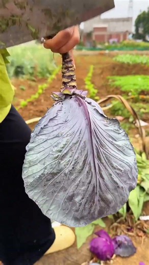 Sk2944 mini rotary tillage and ridging one one tree short view #travel #beach #flowers#asmr