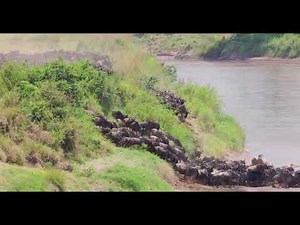 The great migration