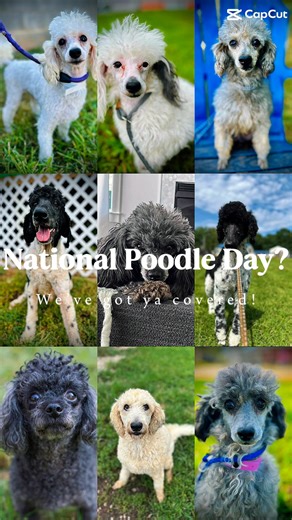 🐩✨ Happy National Poodle Day! ✨🐩 Celebrating curls, confidence, and pure poodle perfection 💕🎀 #nationalpoodleday2025 #everydayispoodleday #cprstrong💪🏼 | Carolina Poodle Rescue