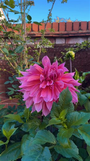 Why do YOU love gardening so much? 👨🏻‍🌾 For me, it’s the relaxation, joy and feeling of success when I garden. Whenever I have spent some time in the garden my mind feels calm and I come away feeling that I have accomplished something 🙌🏻 The garden really is my best friend 💝 Don’t forget to FOLLOW along for more gardening joy 🥹 #garden #gardening | man_about_gardening