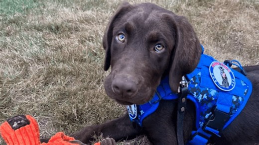 Handler of Baxter, Maine's first comfort dog, charged with animal cruelty