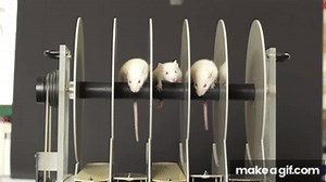 Rotarod test on Make a GIF