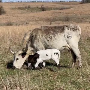 600K views · 10K reactions | All Scott's hard work to AI our spring...