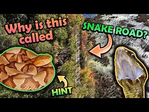 Herping on Snake Road!!