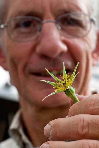 Tragopogon: Understanding the evolution of polyploidy