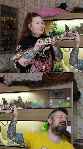 False Water Cobras: The most underrated snake? #reptilecommunity #snake