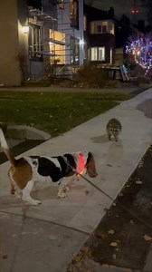 why isn’t this raccoon scared of me? i mean i’m scary…right? 🦝 | Dean The Basset
