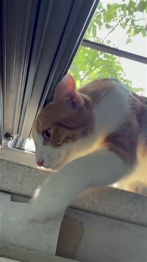 I Wasn’t Ready for What Milo Did… 😳🐈