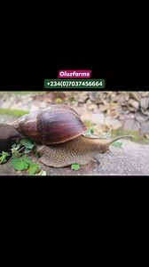 7.1K views · 84 reactions | Interesting facts about snail farming #snailfarming #farmlife #oluzfarms | Oluz farms & Agro consults | Facebook