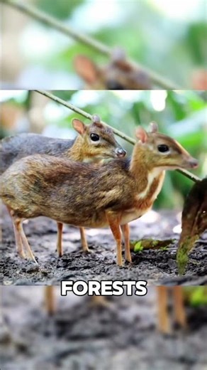 Deer Mouse – Nature’s Tiny Survivor #shorts #animals #wildlife