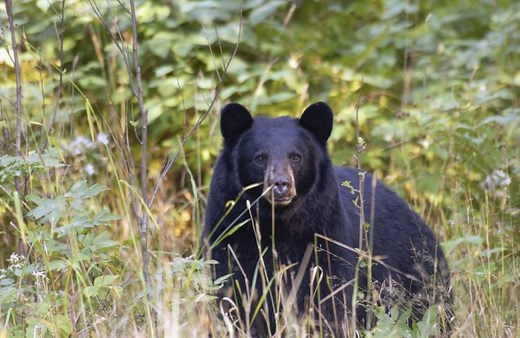 Everything to know about Michigan’s 2025 bear hunting season