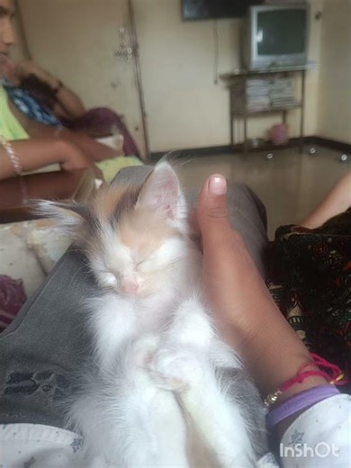 funny cat 😺 | #cute #cat #vlog #love #marathi #hindisong #freefire #tranding #foryou #fyp #explore