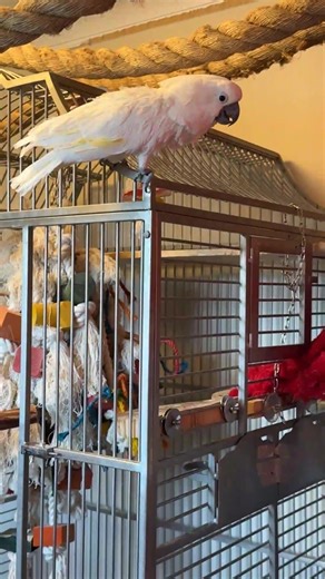 Live with Coco & the crew ðŸ¦ anything can happen ðŸ˜³ Weâ€™re live in Coco Town and already things are happeningâ€¦ ðŸ˜³ Come hang out with Coco, Roo, Newman, Oakley and the crew ðŸ¦ You know it never stays calm for long ðŸ˜‚ #CocoTown #ParrotLife #LiveStream #FunnyAnimals #Cockatoo | Lucky Lou and Coco Too