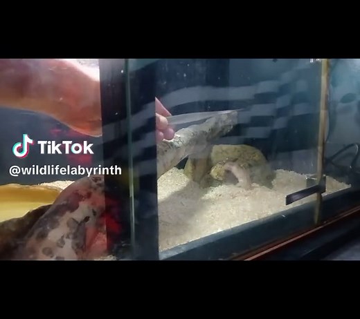 dropped the mouse and wasn't quite enough to pick it up #albinopython #darwinpython #snake #snakesoftiktok #australia #python #albino #darwin #lucy