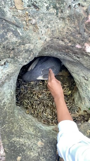 new guinea fowl hatching #shortsviral #animals #nature