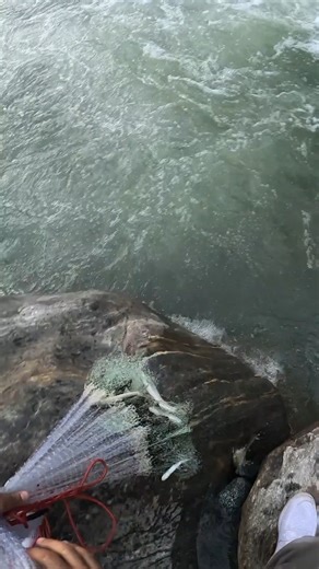 FAST CURRENTS FULL OF SNOW TROUT 🐟 Cast Net Packed with Energetic Snow Trout! #fishing #shorts