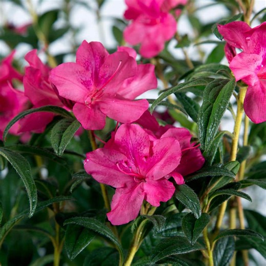 Check The Home Depot's Q&A Before Buying: ENCORE AZALEA 3 Gal. Autumn Jewel Azalea Shrub with Reblooming Small Magenta Pink Flowers - Low-Maintenance Evergreen Bush