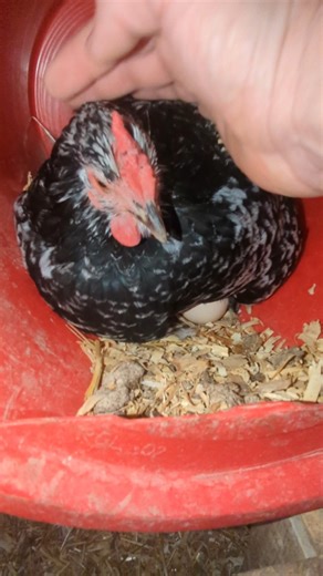 Did This Hen Lay An Egg In Here?