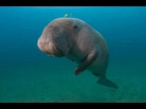 Dugong and Seagrass Conservation Project