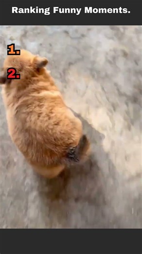 The cutest pet moments you didn't know you needed #puppies #adorable #shorts