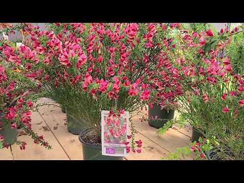 Cytisus Burkwoodii (Hybrid Broom) // BRIGHT,🌞 CHEERY, Easy to Grow Spring Bloomer!