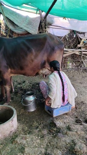 cow milking 🐄🐄🐄 #dairyfarming #youtubeshorts #shorts #desi #trending #haryanvi #cow