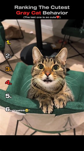 Ranking The Cutest Grey Cat Behavior🩶🐾 (You Won't Believe No.1)#shorts