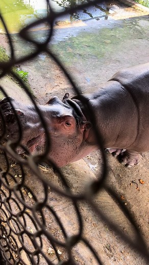 Emotional Zoo Animals: A Heartfelt Cry | 2081