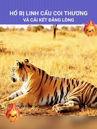 689K views · 10K reactions | Hổ bị linh cẩu coi thường và cái kết đắng lòng:)) #review #thegioidongvat #Hổ #dongvat #animals #giaitri #xuhuong #tialuanho | Tia Lửa Nhỏ | Facebook