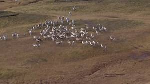 159 reactions · 31 shares | Looking forward to caribou hunting this season :-) Tim | Alaska Outdoors Television | Facebook