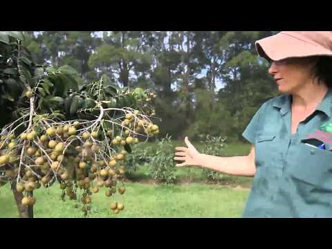 Pruning a Longan Tree DaleysFruit.com.au