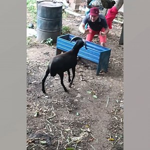 Here's me commentary on an angry goat | Ozzy Man Reviews