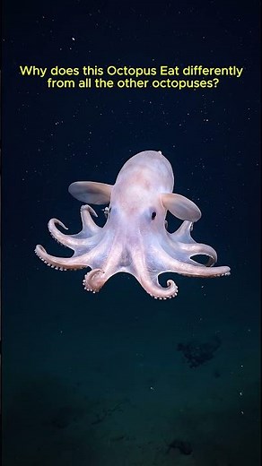 The Most Adorable Deep-Sea Monster: Dumbo Octopus Swallows Prey Whole 🐙