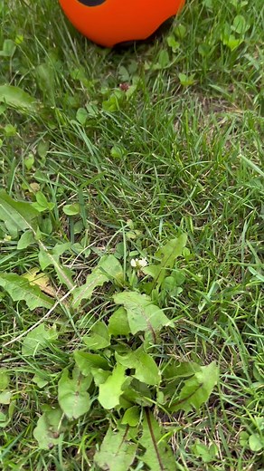 50K views · 1.1K reactions | #freeproduct A whole new meaning to...