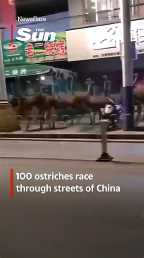40K views · 281 reactions | Hilarious moment dozens of ostriches race through streets after escaping farm | The Sun | Facebook