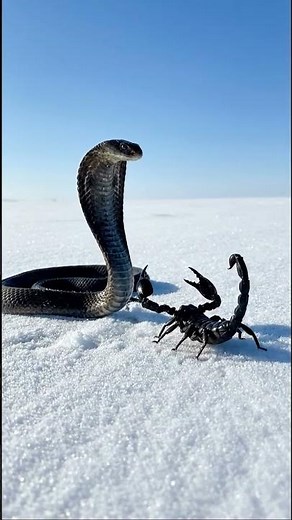 Wild Snake and Scorpion Fight Caught in 4K Clarity