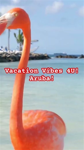 Aruba! Vacation Vibes 4U!