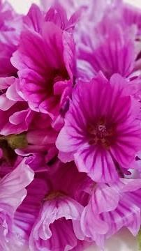 Recolección de MALVA para HIDROGLICERADO. Planta COMESTIBLE