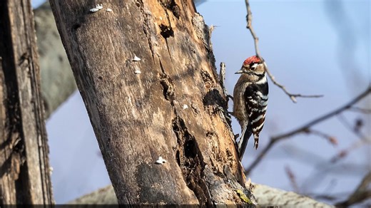 Discovering rare woodpeckers through bird photography