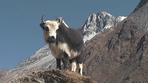 10 Animals That Are Perfectly Adapted to Extreme Climates