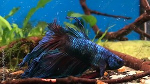 Siamese fighting fish in a small aquarium hunting