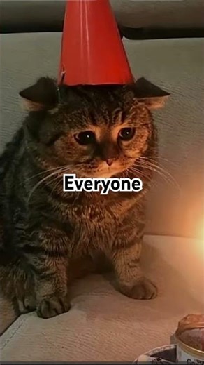 Name of song is surf cursed freak #cat