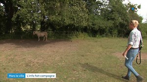 🐎 Une maison de retraite pour chevaux. En Gironde, l'association Ehpad'Equus recueille les équidés vieillissants, malades ou abandonnés. Elle offre un dernier foyer à une trentaine de pensionnaires. Association ehpad'equus France 3 Nouvelle-Aquitaine | France 3 Nouvelle-Aquitaine